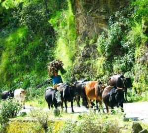 Women in Uttarakhand Hills