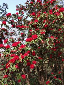 Rhododendron Arboreum (Uttarakhand State Tree)