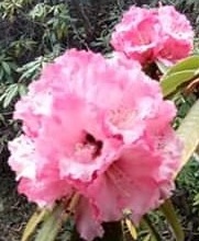 Pink Rhododendron Arboreum 
