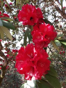 Rhododendron Arboreum